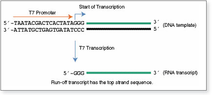 Figure 1. Transcription by T7 RNA Polymerase 