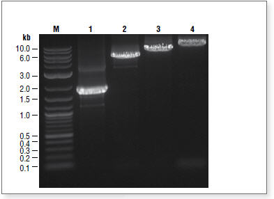 Figure 1: cDNA Synthesis of Jurkat RNA with the ProtoScript II First Strand cDNA Synthesis Kit