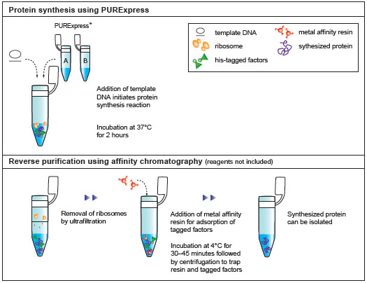 Figure 3: Schematic diagram of protein synthesis and purification by PURExpress. 