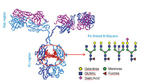Typical Fc-linked glycans present in immunoglobulins