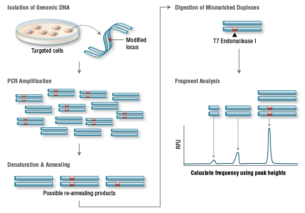 T7 Endonuclease I Targeting Efficiency Assay