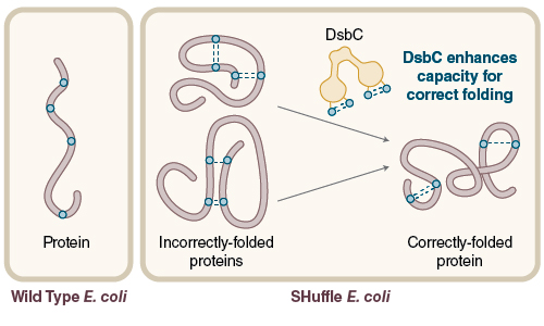 Figure 3: Disulfide bond formation in the cytoplasm of wild type E. coli is not favorable, while SHuffle is capable of correctly folding proteins with multiple disulfide bonds in the cytoplasm.