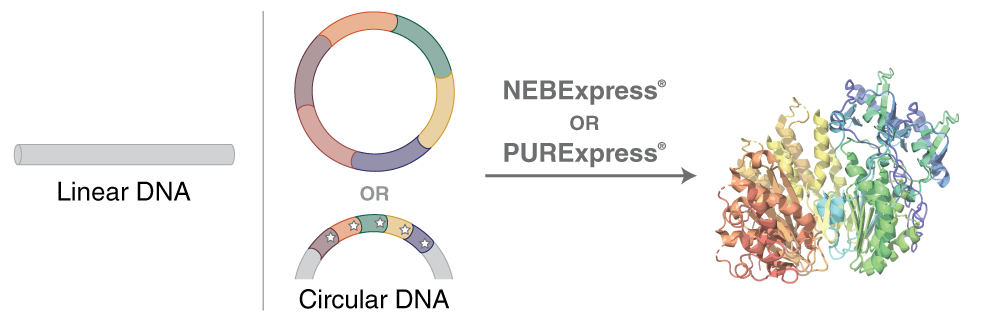 Workflow for protein expression with NEBExpress or PURExpress