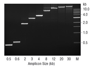 Amplification of Large PCR prodcuts