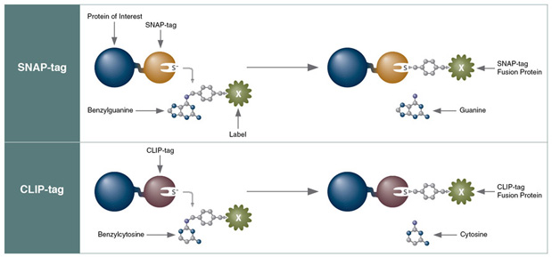simultaneously label SNAP- and CLIP-tag fusion protein