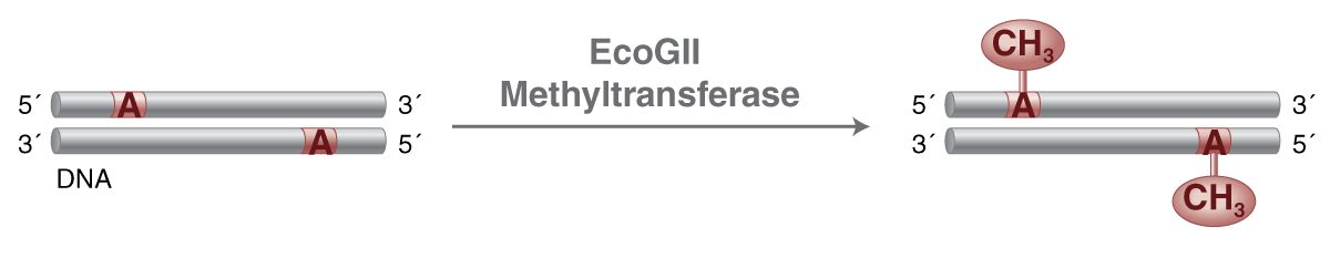 EFI_EcoGII_Methyltransferase
