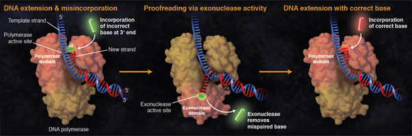 DNA Replication with a Proofreading Polymerase diagram