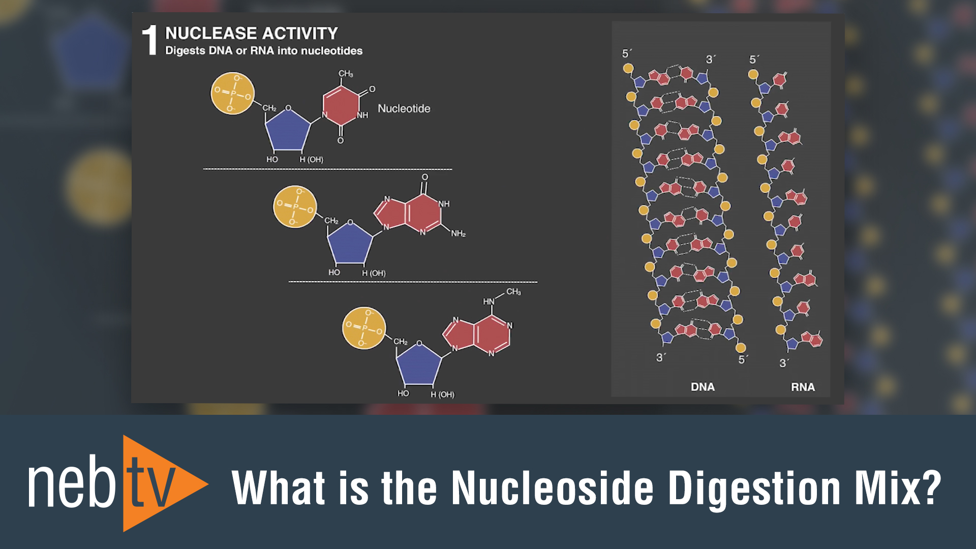 NEBTV_What-is-the-Nucleoside-Digestion-Mix_1920