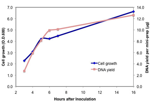 NEB Turbo cell growth and DNA yield: 
