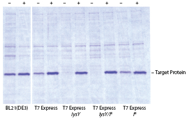 T7-controlled expression of a non-toxic protein in E. coli hosts