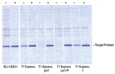 T7-controlled expression of a non-toxic protein in E. coli hosts